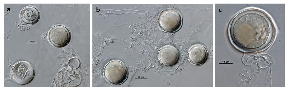 Phytophthora acerina (ex-type CPHST BL 114) sexual phase formed on hemp seed agar (a-c):nbsp;smooth-walled oogonia with paragynous antheridia and plerotic oospores; photos by G. Abad, USDA-APHIS-PPQ